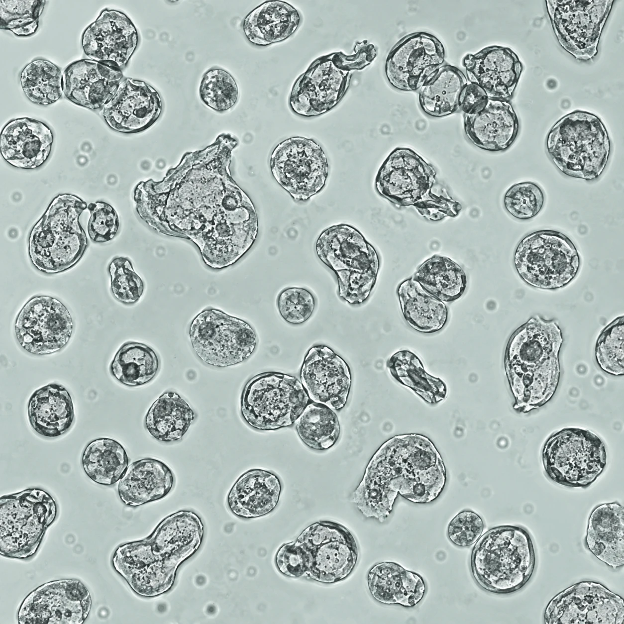 Conceptual microscopy illustration of cells with varied sizes, deflated irregular outlines and small adherent clusters in suspension.